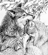 Grey Wolf-Wolf Family