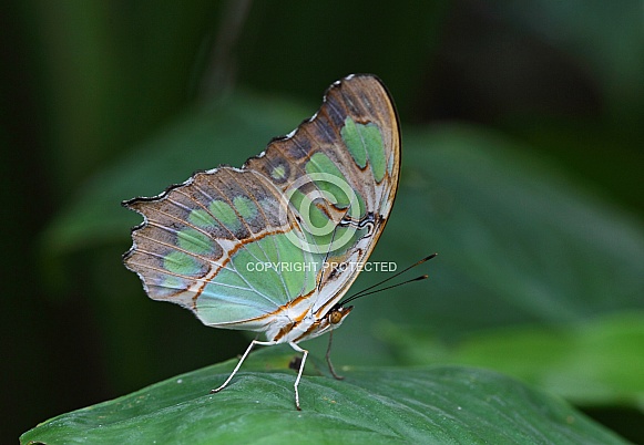 Malachite