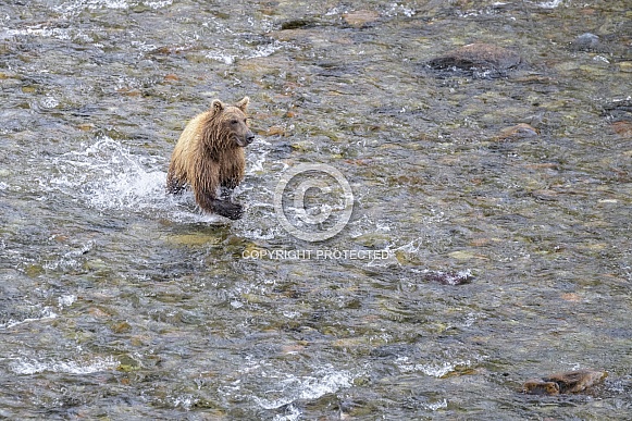 Brown Bear