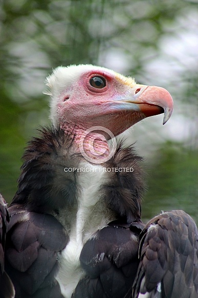 White-headed Vulture