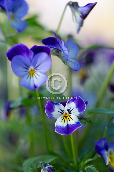 Viola Wild Pansies in Alaska