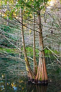 Bald cypress tree - Taxodium distichum - Growing in low wet floodplain area in north Florida