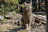 European wildcat