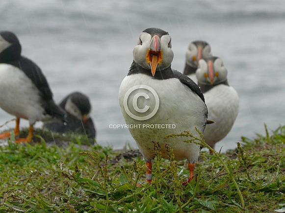 Atlantic Puffin