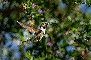 Hummingbird flying into the trees