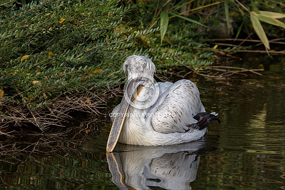 Dalmatian pelican Dalmatian pelican