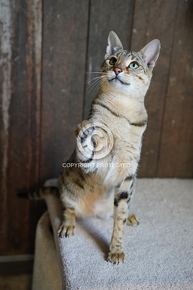 Savannah Cat Savannah Cat