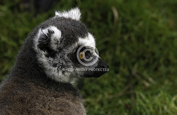 Ring Tailed Lemur Head Shot Side Profile Ring Tailed Lemur Head Shot Side Profile