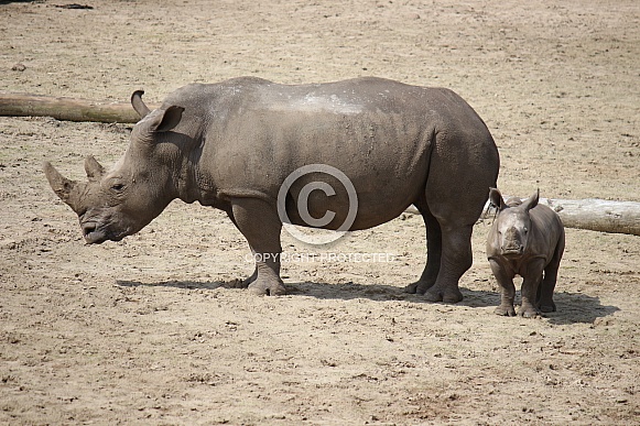 White rhinoceros mother and calf