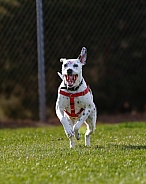 Dalmatian mix dog running in the grass
