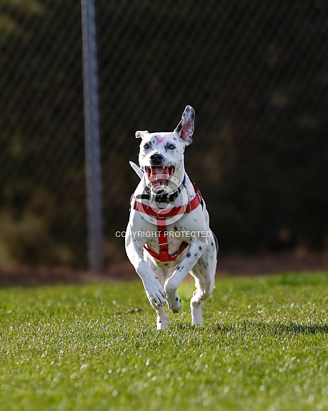 Dalmatian mix dog running in the grass