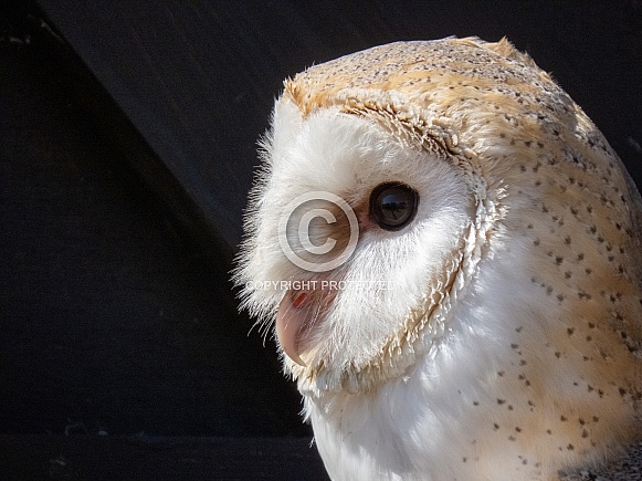 Barn Owl Barn Owl