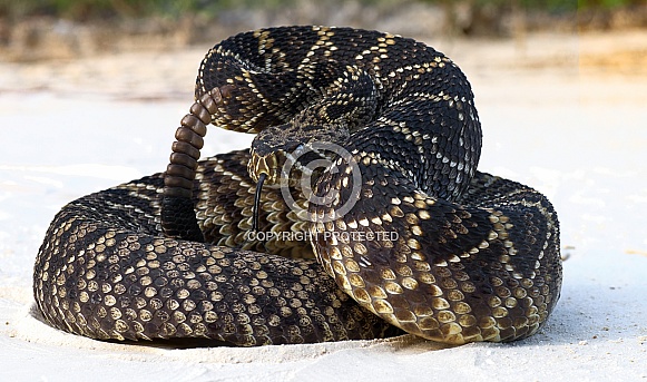 eastern diamond back rattlesnake (crotalus adamanteus) coiled in defensive strike pose with tongue out