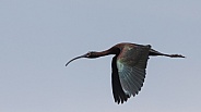 White Faced Ibis, Plegadis chihi