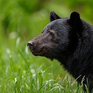 Black Bear and cubs