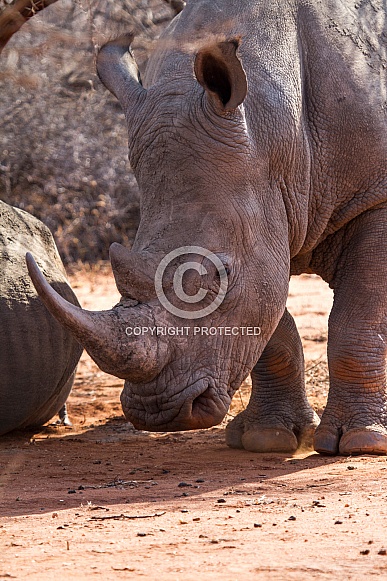 White Rhino (wild)