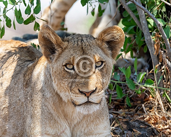 Juvenile Lion