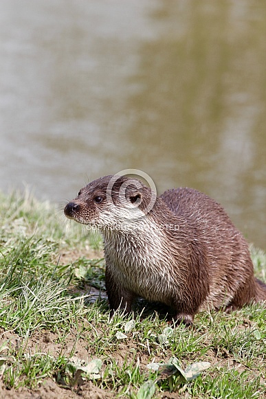 Eurasian/European Otter