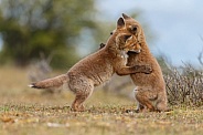 Red fox cubs in there natural habitat