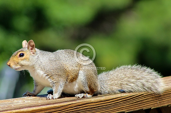 Squirrel