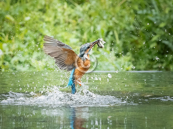kingfisher kingfisher