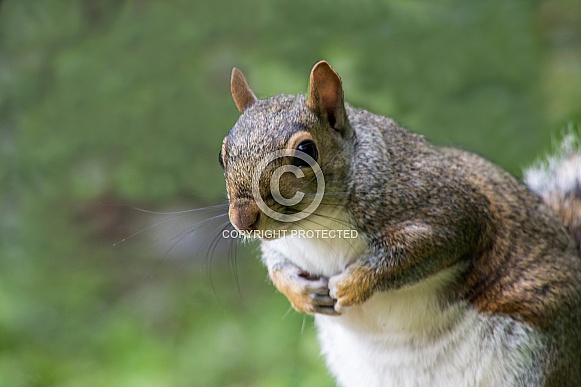 Grey Squirrel - The Bow Grey Squirrel - The Bow
