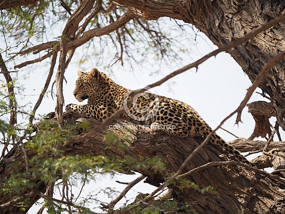 African Leopard -  Mofhenyi Kgalagadi Transfrontier Park