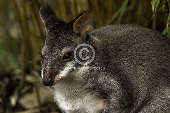 Dusky Pademelon
