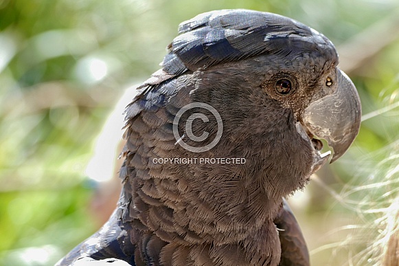 Red-tailed black cockatoo Red-tailed black cockatoo