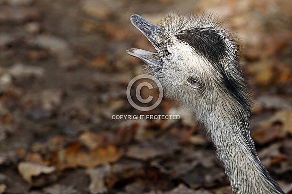 Greater Rhea Greater Rhea