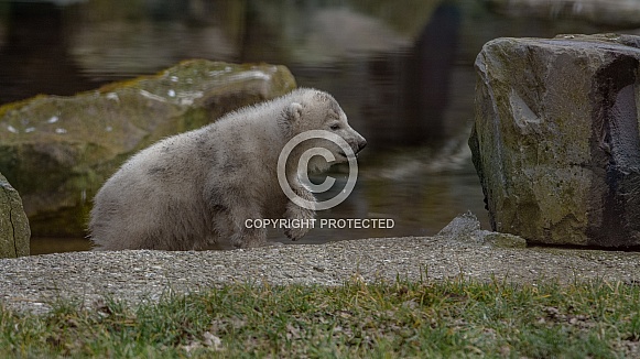 Polar bear cub Polar bear cub