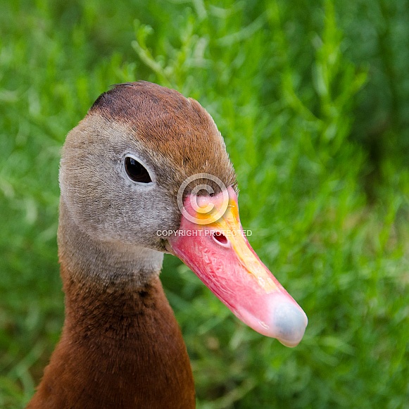 Black-Bellied Whistling Duck Portrait
