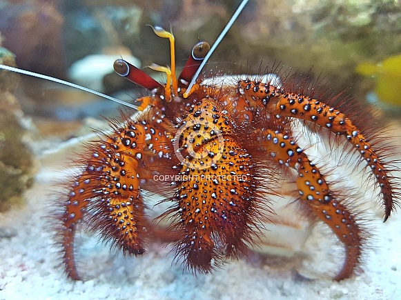 Red Hairy Hermit Crab