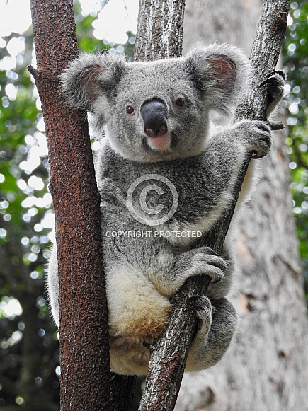 Australian Koala Australian Koala