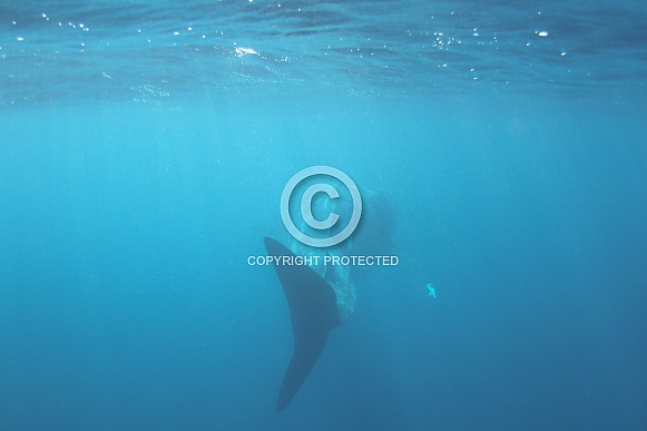 Whale Shark Whale Shark