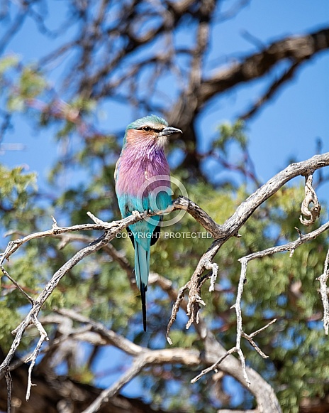 Lilac-breasted Roller