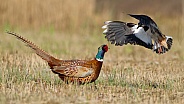 Pheasant and the lagwing