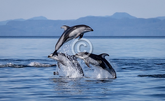 Pacific White Sided Dolphins jumping