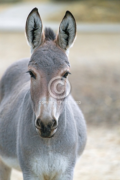 Wild Ass