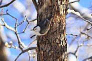 Winter White-breasted Nuthatch