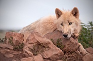 Arctic Wolf Lying Down Head On Rocks