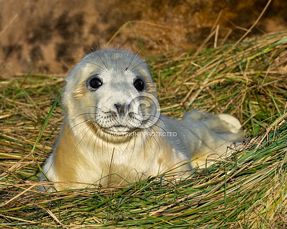 Grey Seal Pup