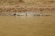 Indian gavial in the nature habitat
