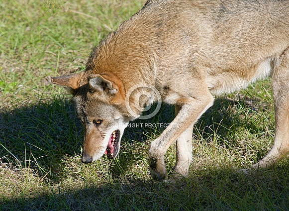 Red Wolf