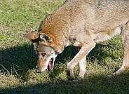 Red Wolf