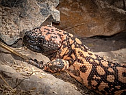 Gila Monster Side View of Head and Shoulder