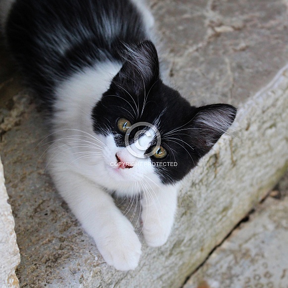 Black and White Kitten