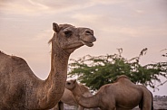 Omani Dromedary Camels