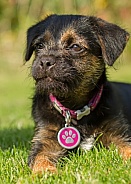 Border Terrier Puppy Portrait