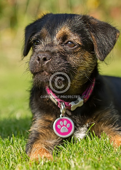 Border Terrier Puppy Portrait
